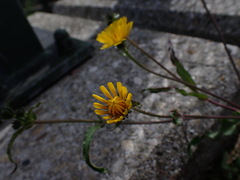 Picris hieracioides