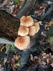 Pholiota