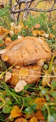Leccinum