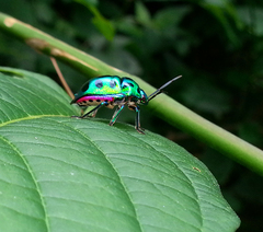 Chrysocoris
