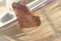 Macaria transitaria