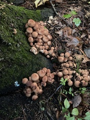 Armillaria
