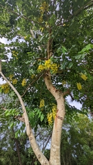 Cassia fistula
