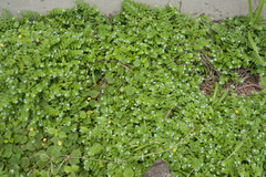 Thyrocarpus sampsonii