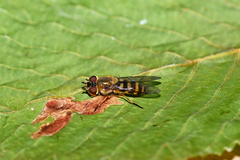 Syrphus torvus