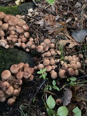 Armillaria