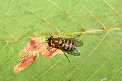 Syrphus torvus