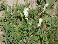 Hedysarum sulphurescens