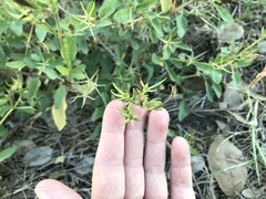 Ruellia nudiflora