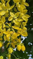 Cassia fistula