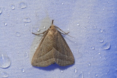 Macrochilo absorptalis