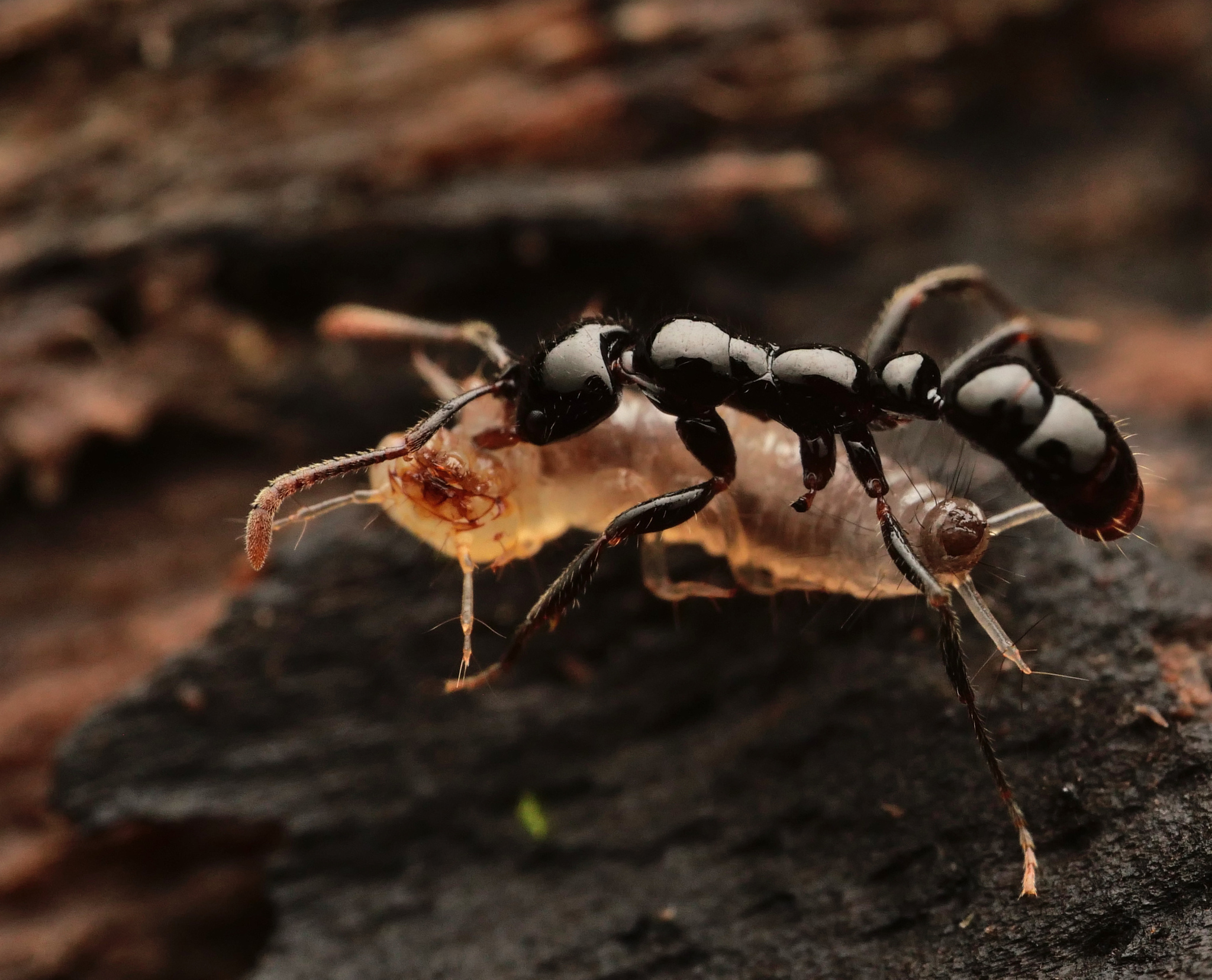 Myopias latinoda
