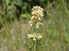 Penstemon confertus