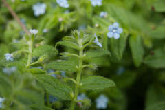 Thyrocarpus sampsonii