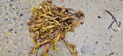 Fucus vesiculosus