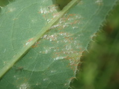 Coleosporium sonchi
