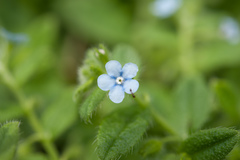 Thyrocarpus sampsonii