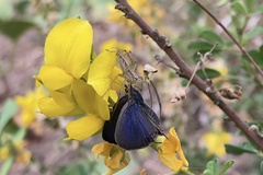 Crotalaria medicaginea