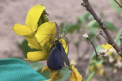 Crotalaria medicaginea