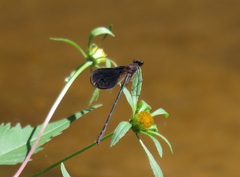 Calopteryx haemorrhoidalis