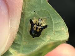 Deloyala guttata