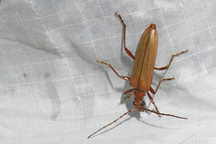 Centrodera decolorata