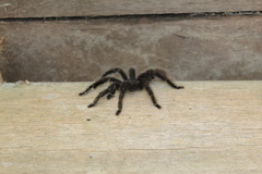 Avicularia