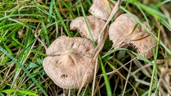 Collybiopsis peronata