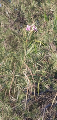 Chilopsis linearis