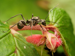Polyrhachis bihamata