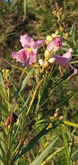 Chilopsis linearis