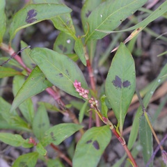 Persicaria maculosa
