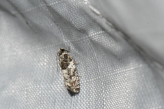 Gypsonoma adjuncta