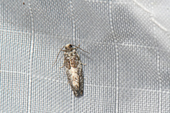 Gypsonoma adjuncta