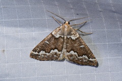 Caripeta divisata