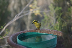 Lichenostomus melanops