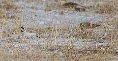 Eremophila alpestris flava