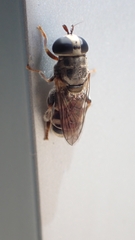 Eumerus obliquus