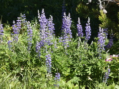 Lupinus sericeus