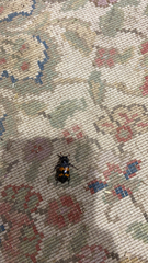 Nicrophorus marginatus