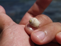 Nerita plicata