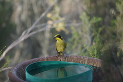 Lichenostomus melanops