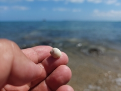 Nerita plicata