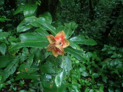 Costus