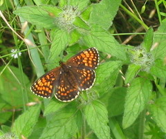Melitaea diamina