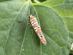 Atteva aurea