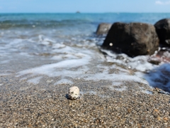 Nerita plicata