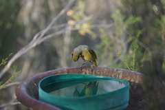 Lichenostomus melanops