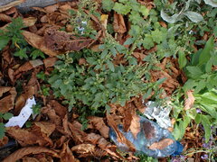 Oxybasis glauca