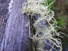 Usnea subfloridana